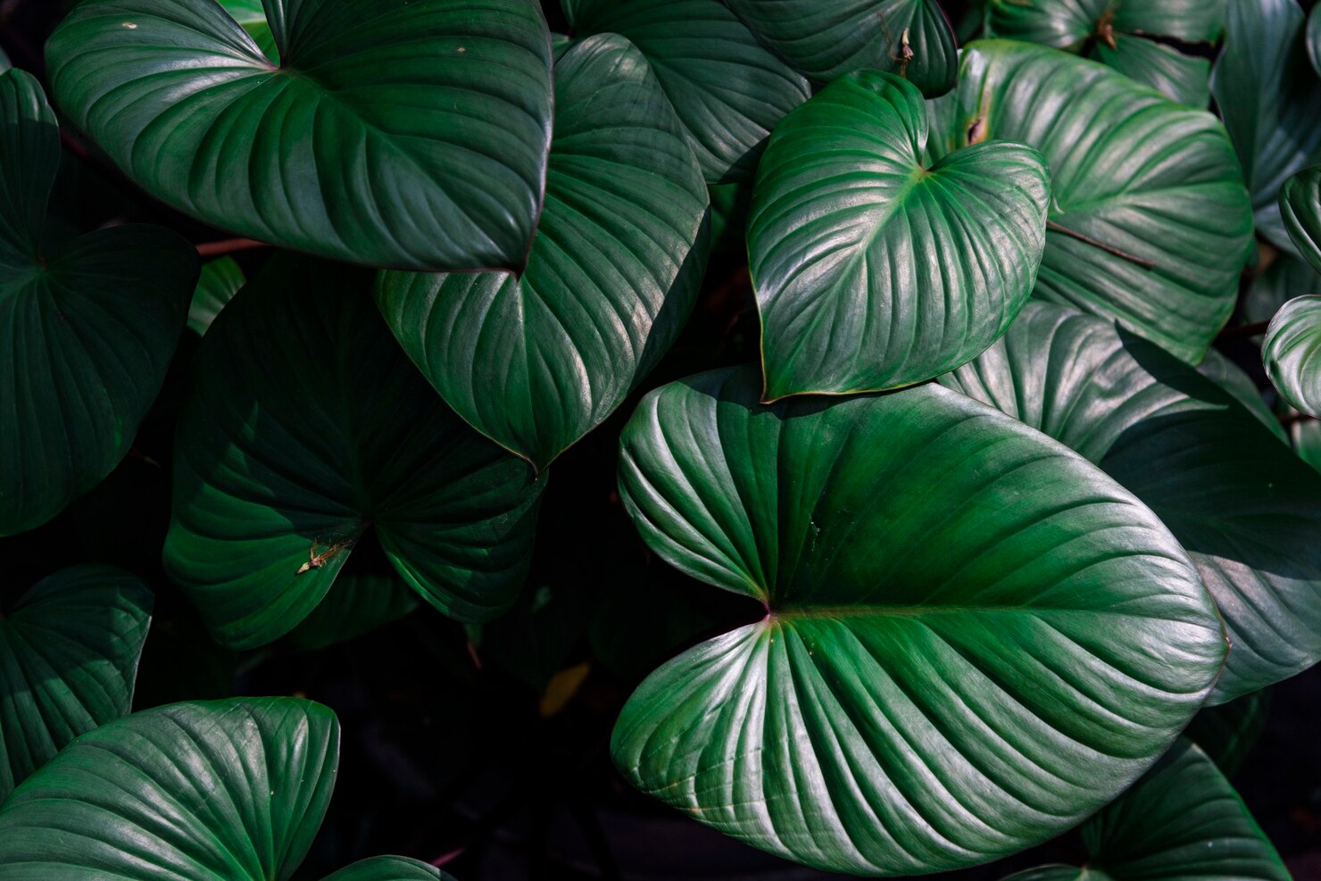 Monstera Adansonii